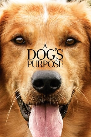 A Dog's Purpose (2017) Full Movie 850MB HD Poster Download - Filmyzilla
